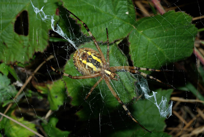 Argiope bruennichi